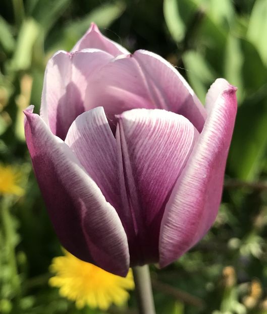 Tulipa Synaeda Blue (2020, April 19) - Tulipa Synaeda Blue