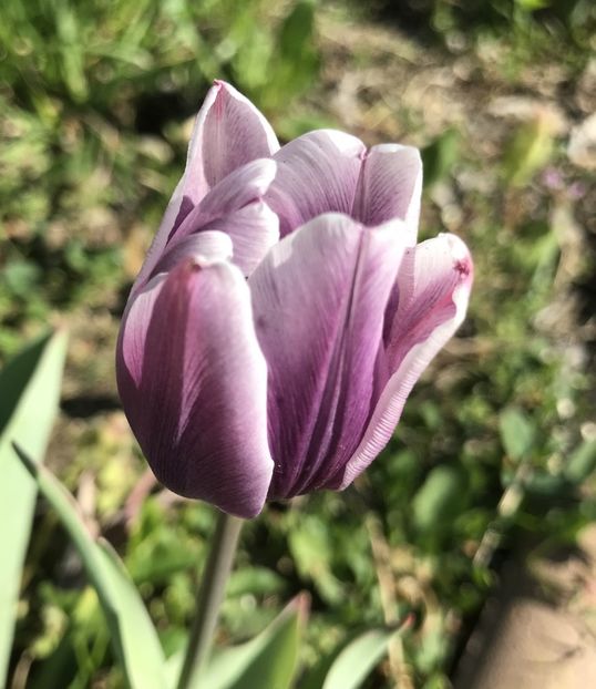 Tulipa Synaeda Blue (2020, April 22) - Tulipa Synaeda Blue