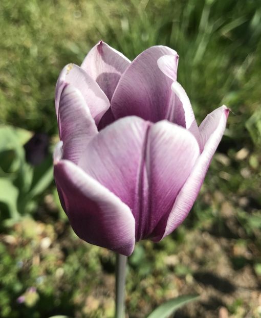 Tulipa Synaeda Blue (2020, April 22) - Tulipa Synaeda Blue