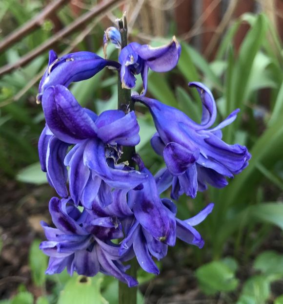 Hyacinth Isabelle (2020, March 30) - Hyacinth Isabelle