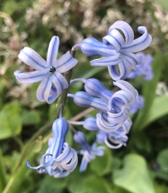 Hyacinth multiflora Blue (20120 April 02) - Hyacinth multiflora Blue