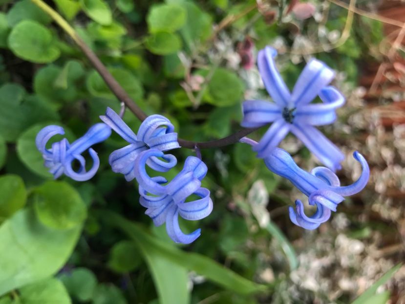 Hyacinth multiflora Blue (20120 April 03) - Hyacinth multiflora Blue