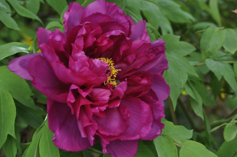 _DSC0533 - BA Shima Daijin