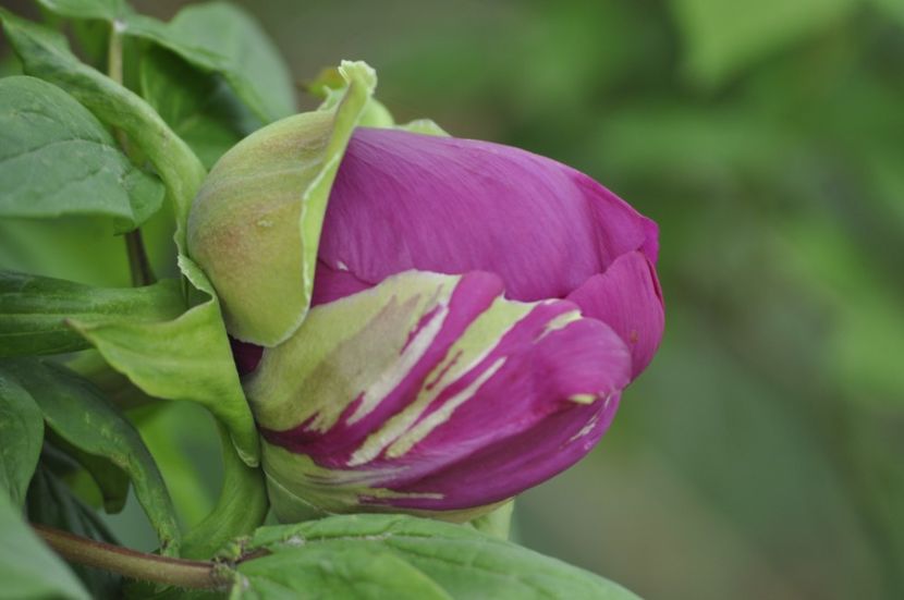 _DSC0534 - BA Shima Daijin