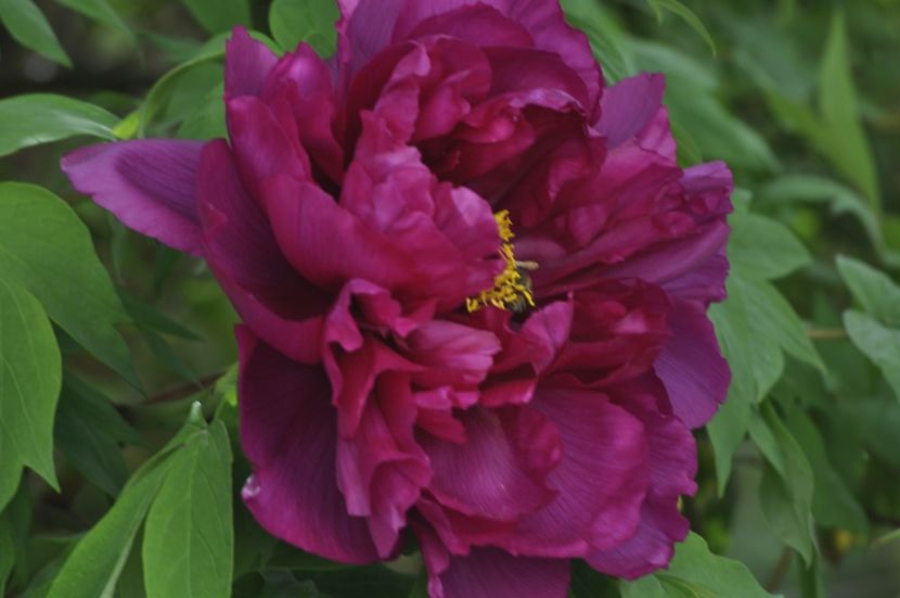 _DSC0535 - BA Shima Daijin