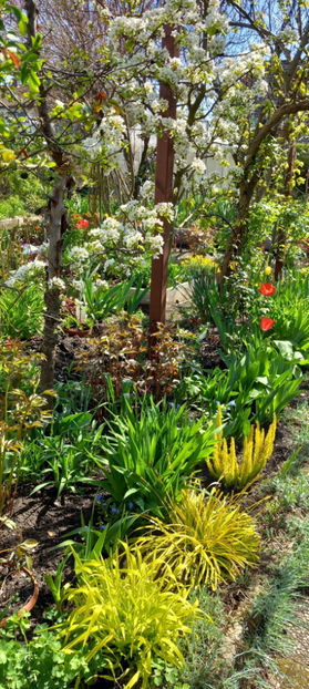  - 2024 - 01 - Primavara