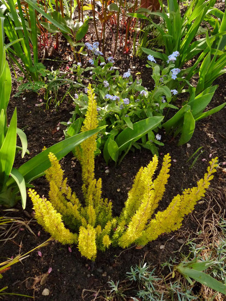  - 2024 - 01 - Primavara