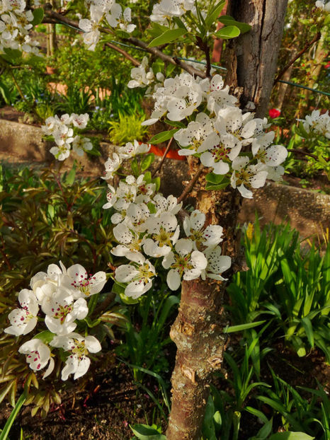  - 2024 - 01 - Primavara