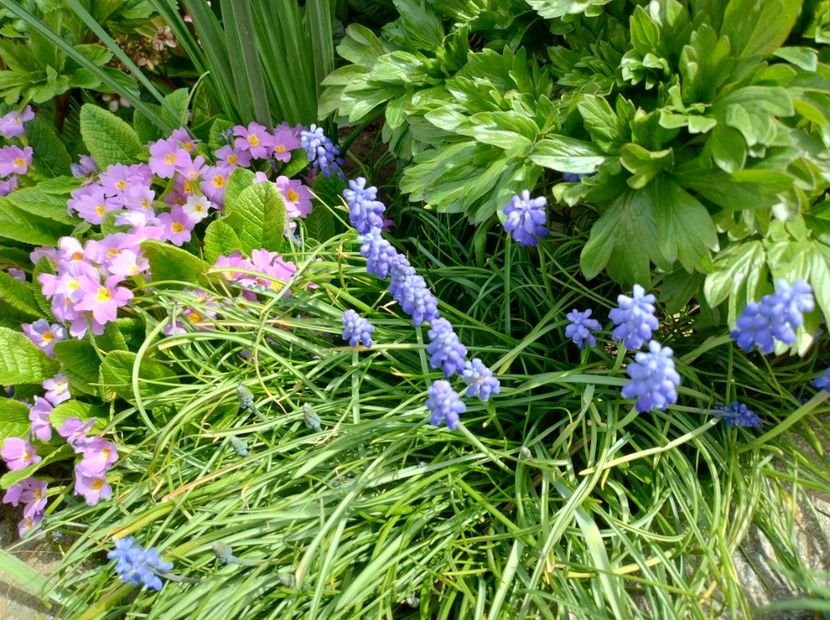  - Flori de gradină-2024