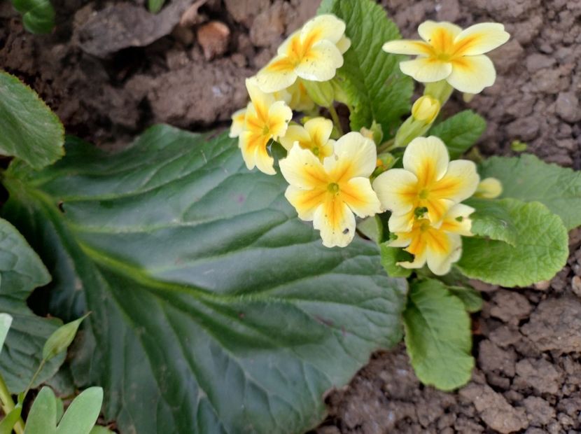  - Flori de gradină-2024