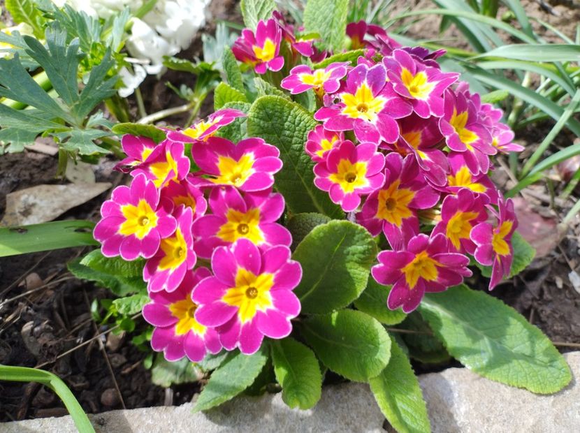  - Flori de gradină-2024