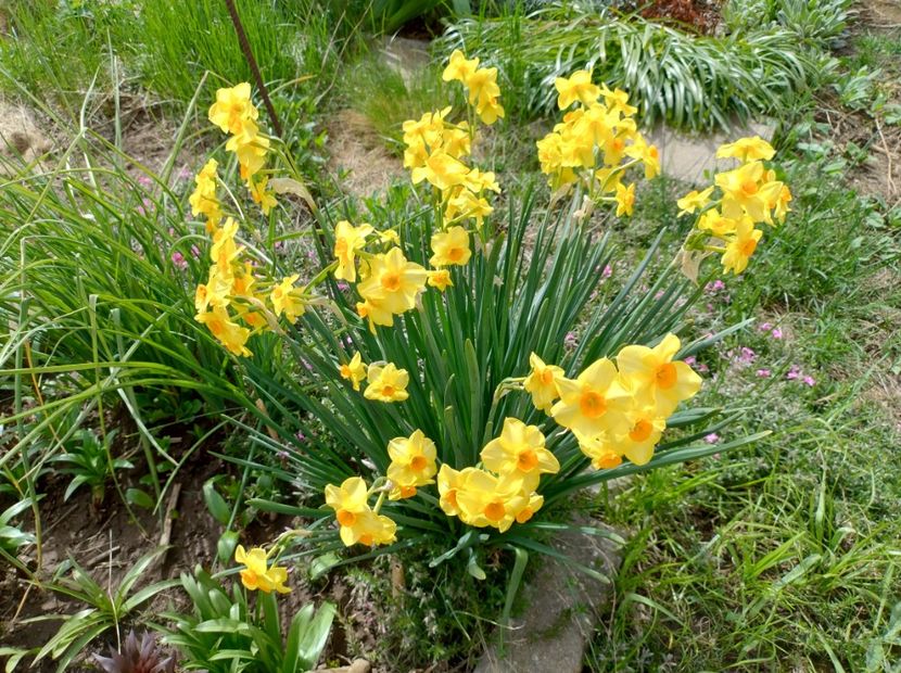  - Flori de gradină-2024