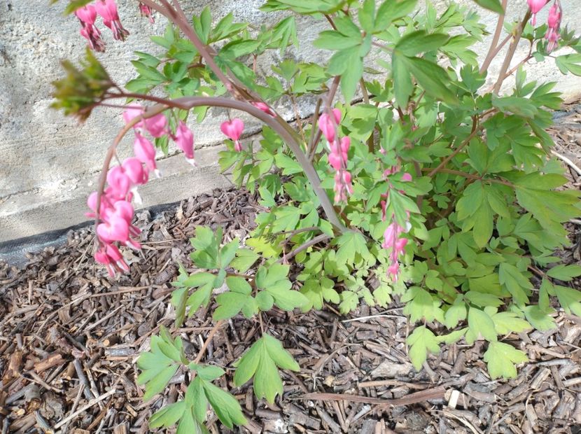  - Flori de gradină-2024