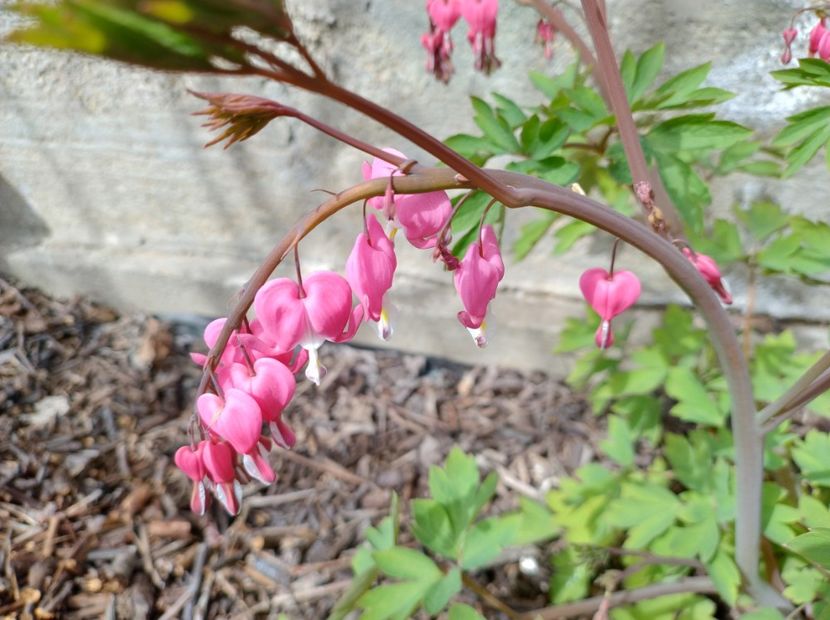  - Flori de gradină-2024