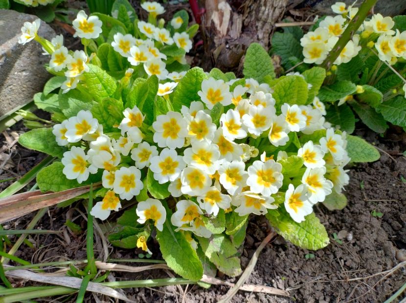  - Flori de gradină-2024