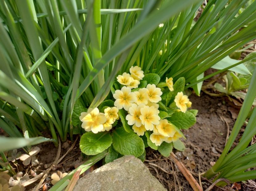  - Flori de gradină-2024