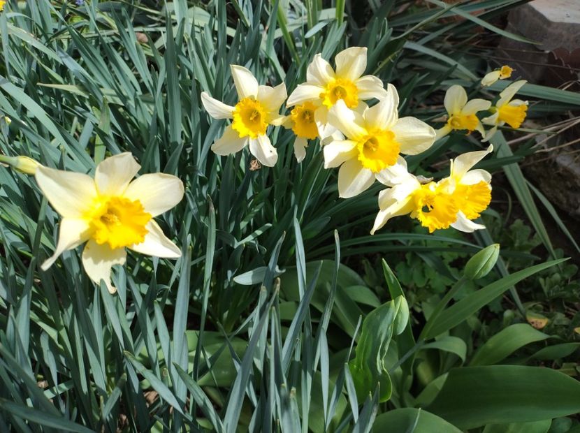  - Flori de gradină-2024