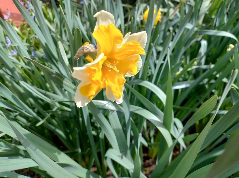  - Flori de gradină-2024