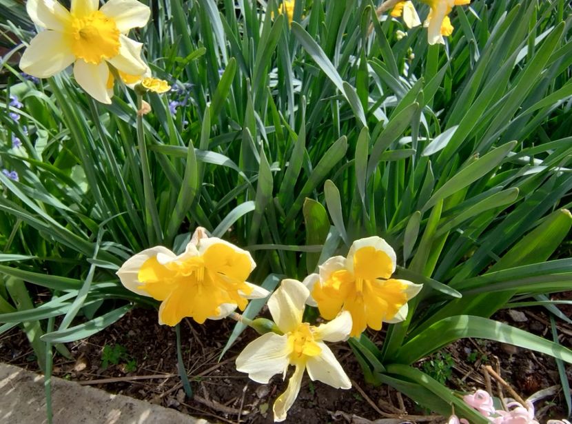  - Flori de gradină-2024