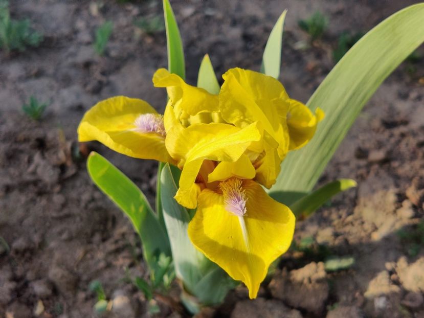 Galleon gold - Irisi pitici