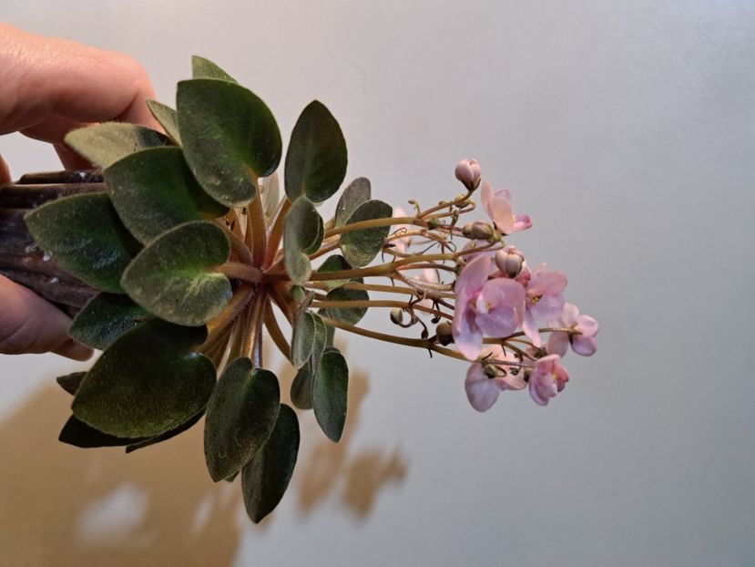  - Violete Mini NOID alb mov roz albastru