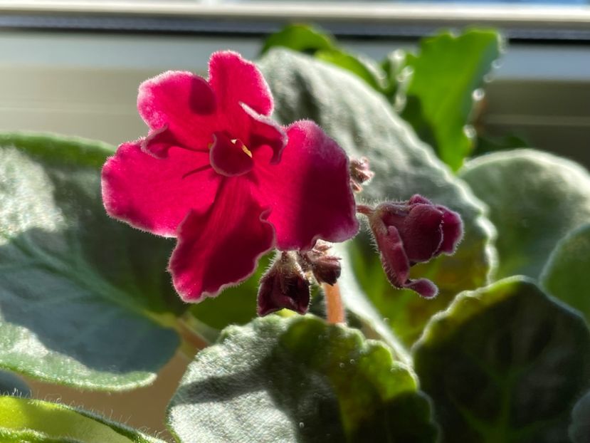  - 001 Violete 2023-2024