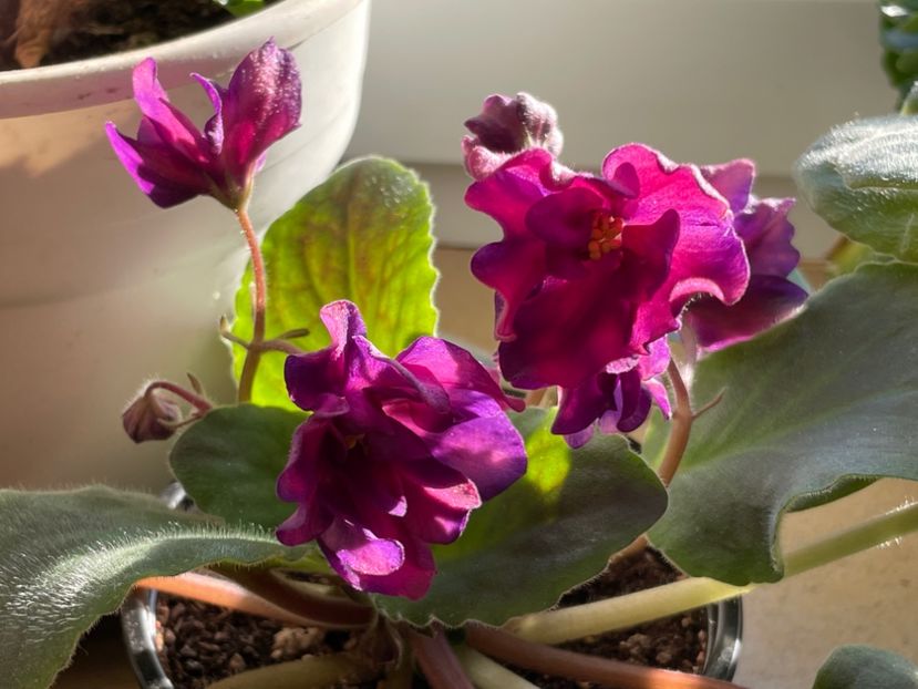  - 001 Violete 2023-2024