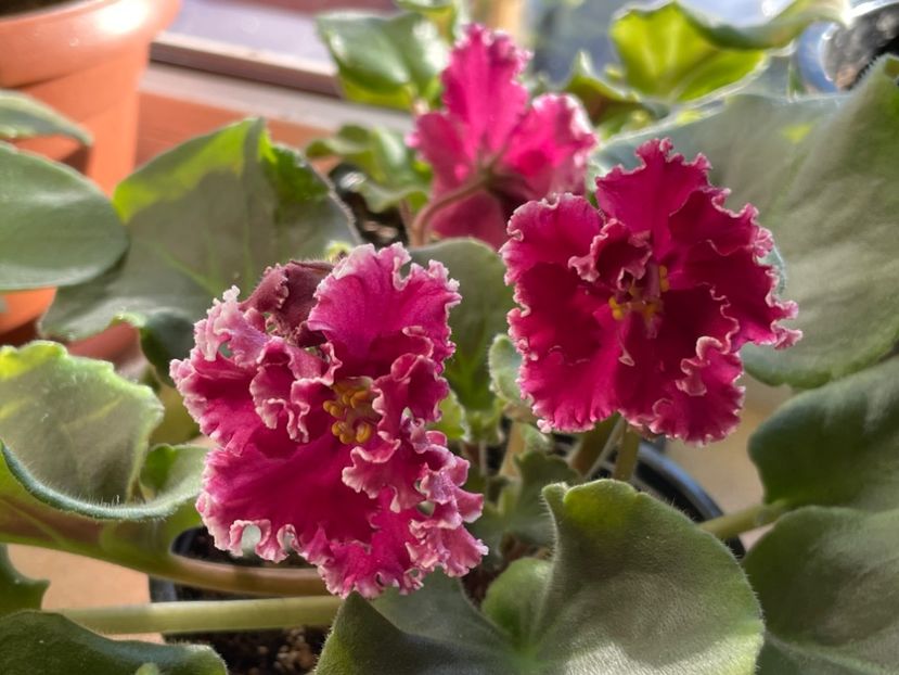  - 001 Violete 2023-2024