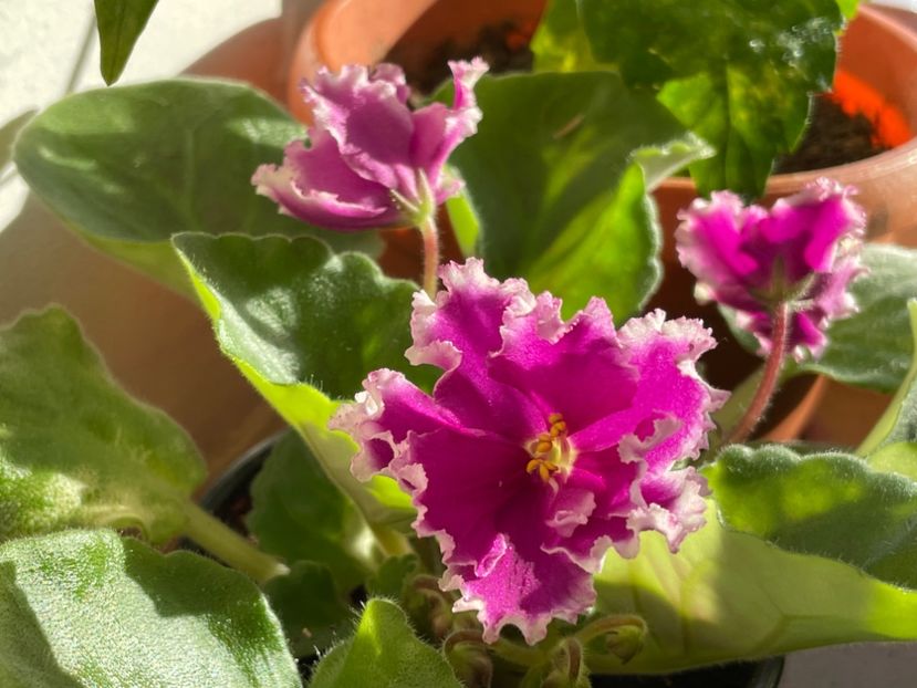  - 001 Violete 2023-2024