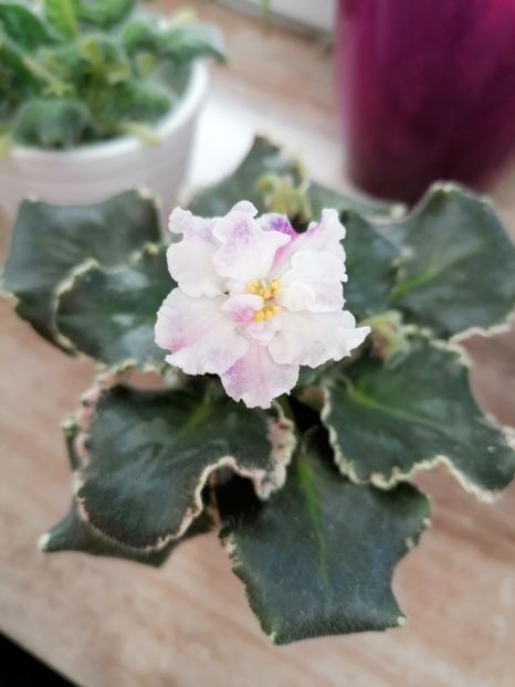 Prima înflorire - ND- First Class