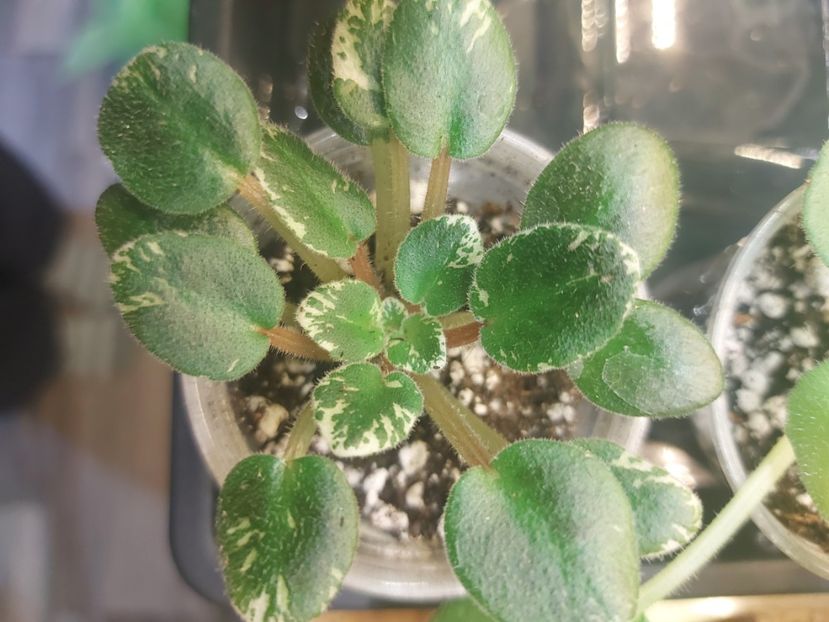  - Violeta Toy Castle