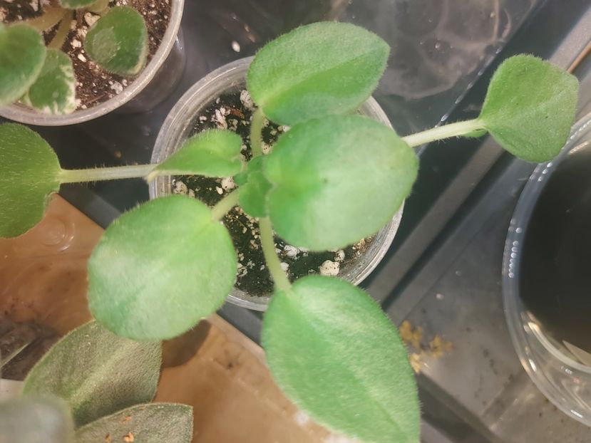  - Violeta Imp s Lil Deathcap