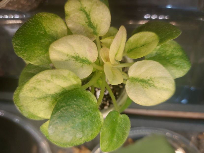  - Violeta Ramblin Dots