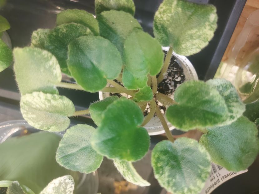  - Violeta SV Gorod Sevastopoljv