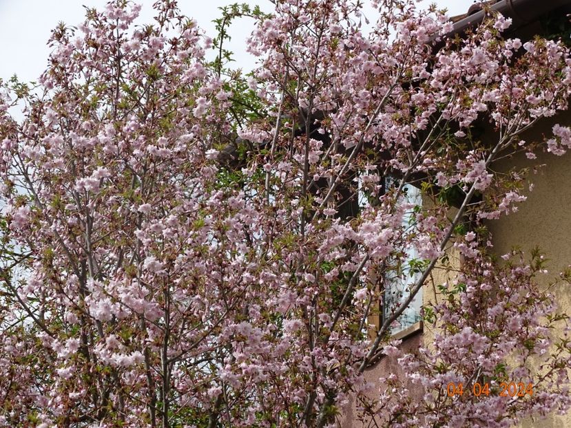  - Copacei si arbusti 2024