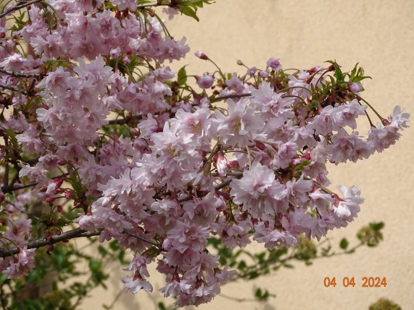  - Copacei si arbusti 2024