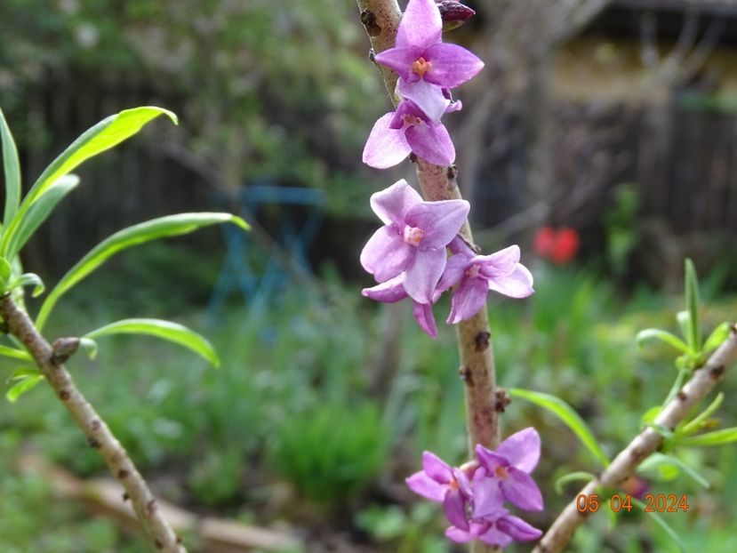  - Copacei si arbusti 2024