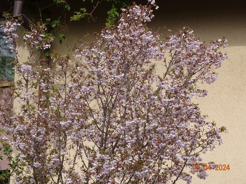  - Copacei si arbusti 2024