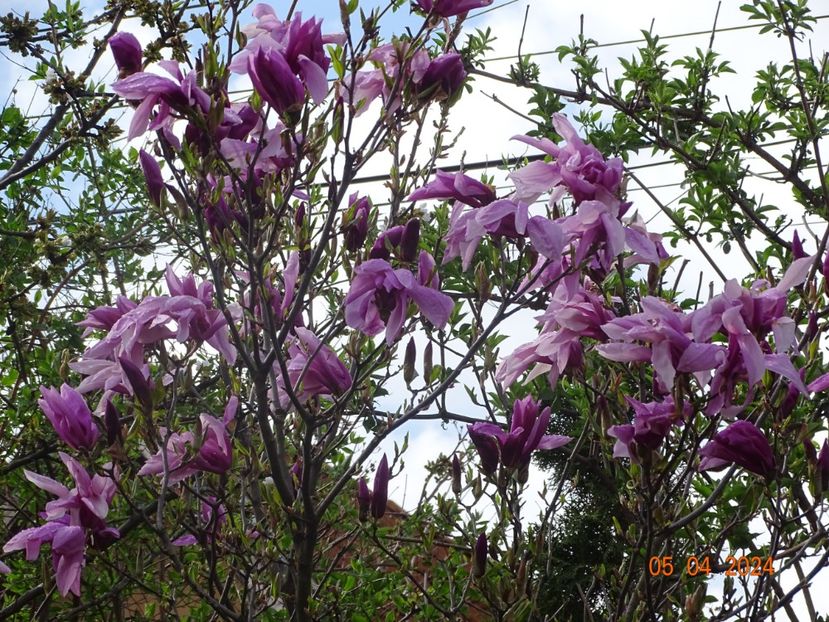  - Copacei si arbusti 2024