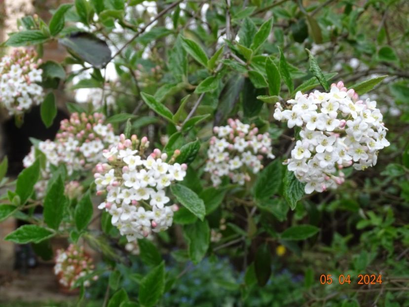  - Copacei si arbusti 2024