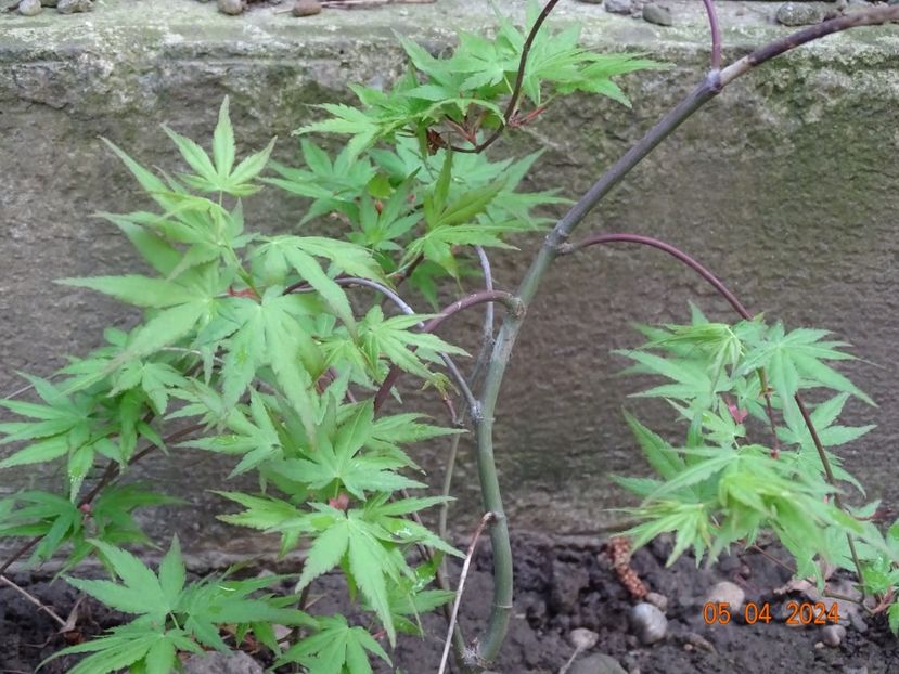  - Copacei si arbusti 2024