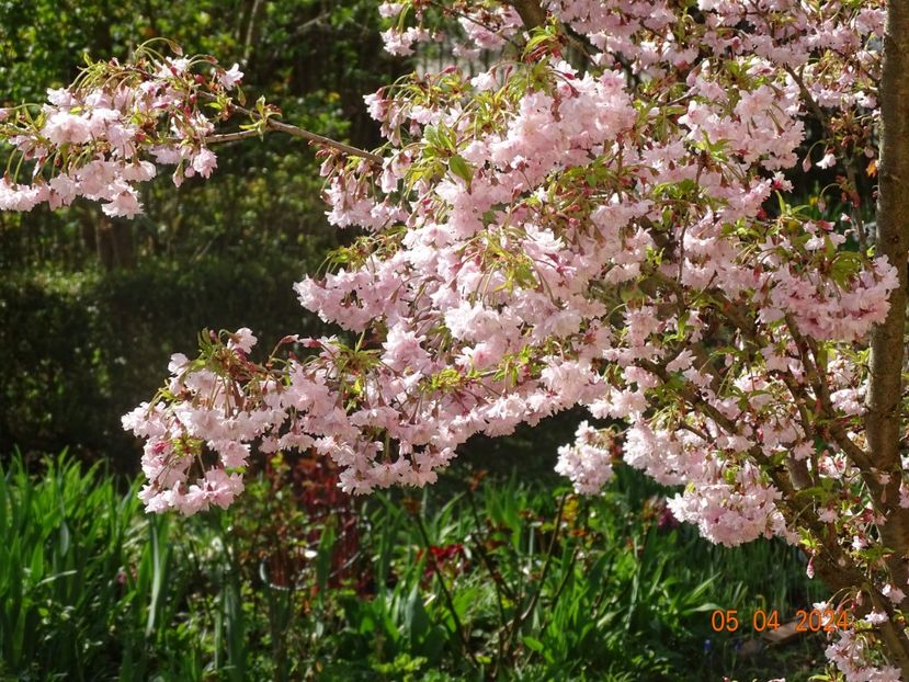  - Copacei si arbusti 2024