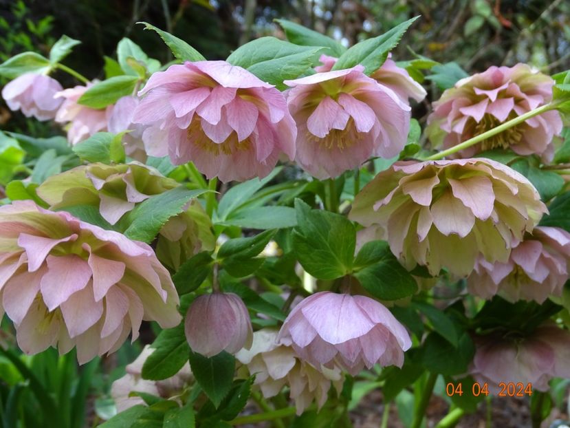  - Helleborus 2024