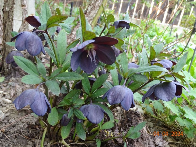  - Helleborus 2024
