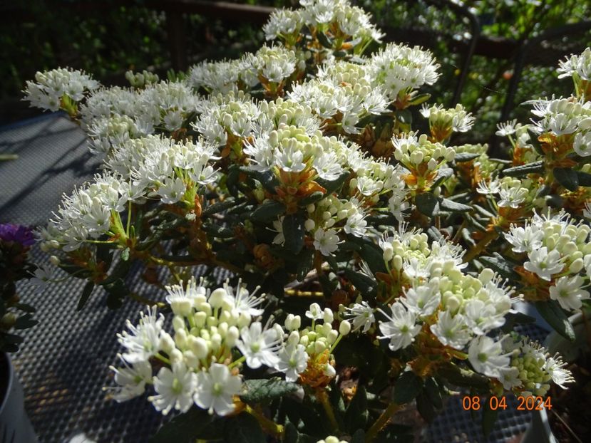  - Copacei si arbusti 2024