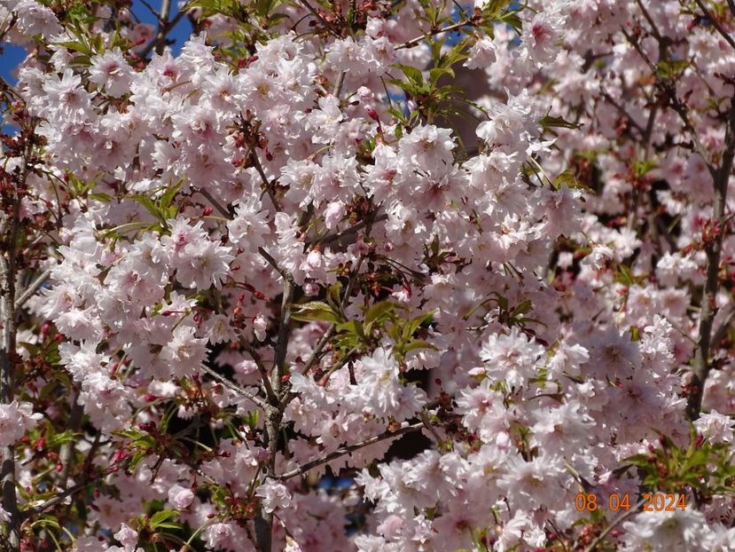  - Copacei si arbusti 2024