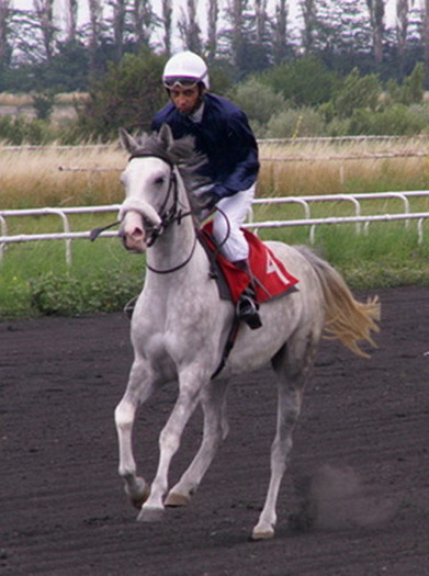 A-mezira - My horses - Arabian