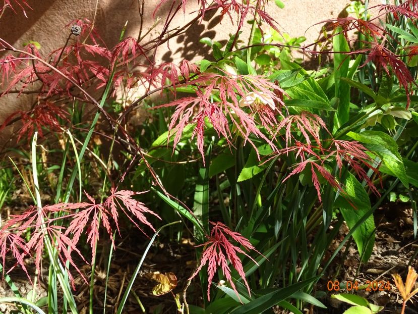  - Copacei si arbusti 2024