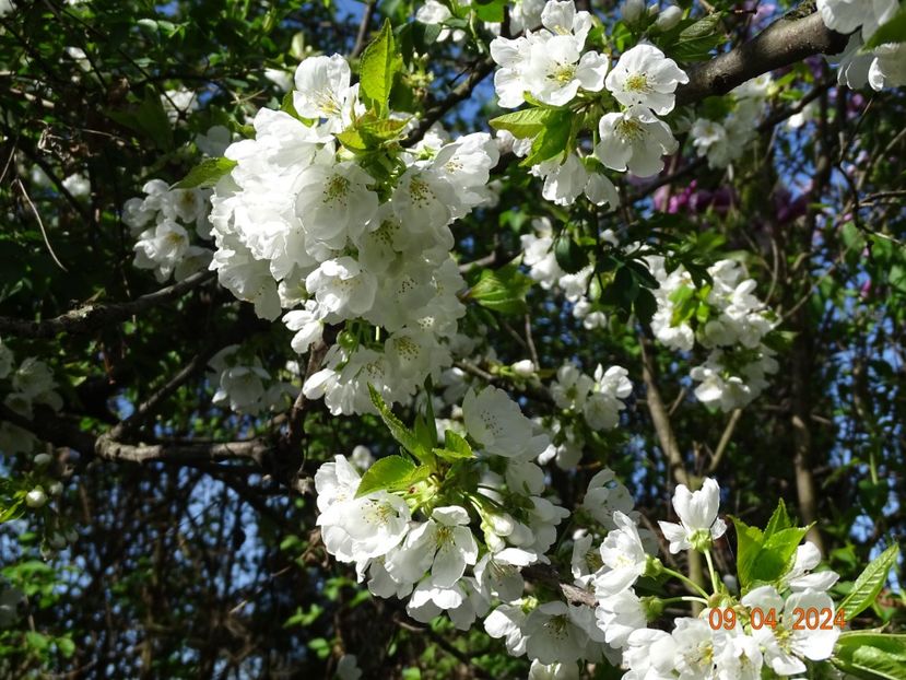  - Copacei si arbusti 2024