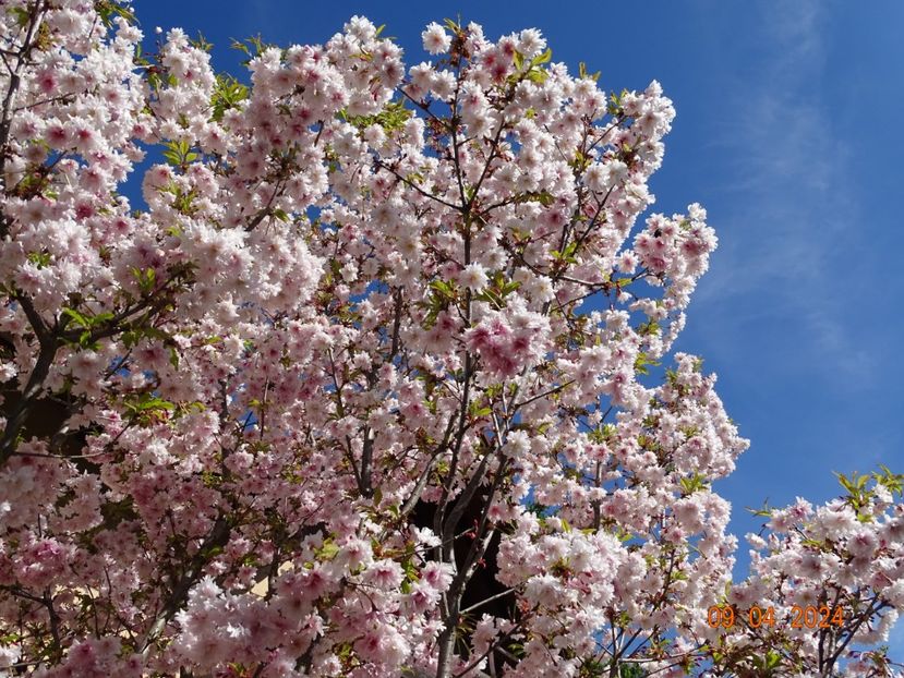  - Copacei si arbusti 2024